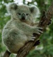 /album/fotogaleria/koala-3-jpg1/